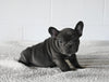 AKC Registered French Bulldog For Sale Millersburg OH Male-Micah