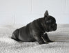 AKC Registered French Bulldog For Sale Millersburg OH Male-Micah