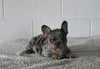 AKC Registered French Bulldog For Sale Millersburg OH Male-Freddie