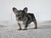 AKC Registered French Bulldog For Sale Millersburg OH Male-Freddie