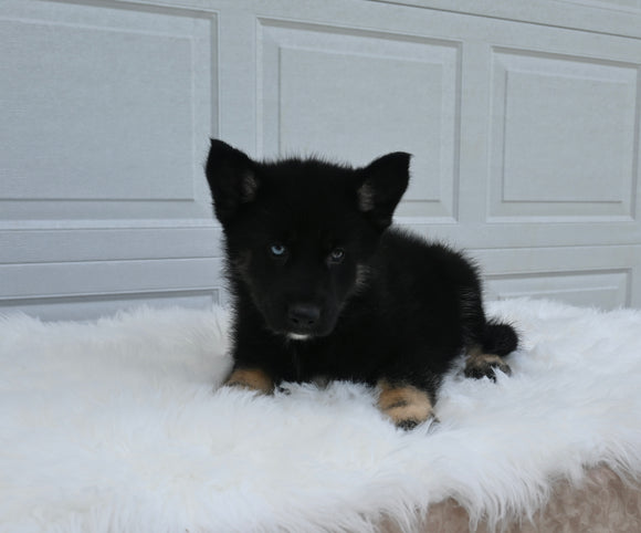 German/ Husky For Sale Holmesville OH Male-Don