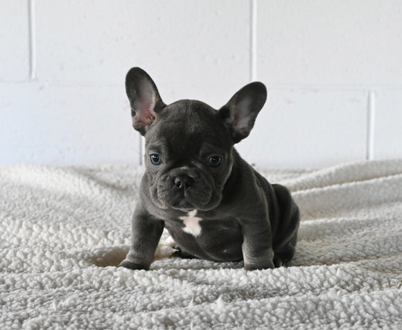 AKC Registered French Bulldog For Sale Millersburg OH Male-Hosea