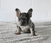 AKC Registered French Bulldog For Sale Millersburg OH Female-Nancy