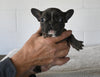 AKC Registered French Bulldog For Sale Millersburg OH Female-Nellie