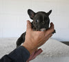 AKC Registered French Bulldog For Sale Millersburg OH Female-Nellie