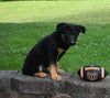 AKC Registered German Shepherd For Sale Millersburg OH Male-Bingo