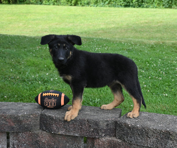 AKC Registered German Shepherd For Sale Millersburg OH Male-Bingo