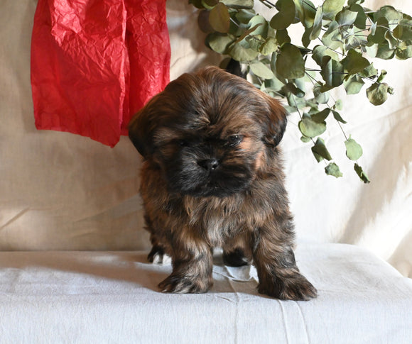 Shih Tzu For Sale Millersburg OH Male-Murray