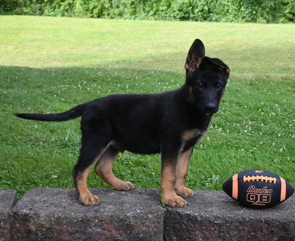 AKC Registered German Shepherd For Sale Millersburg OH Male-Baxter