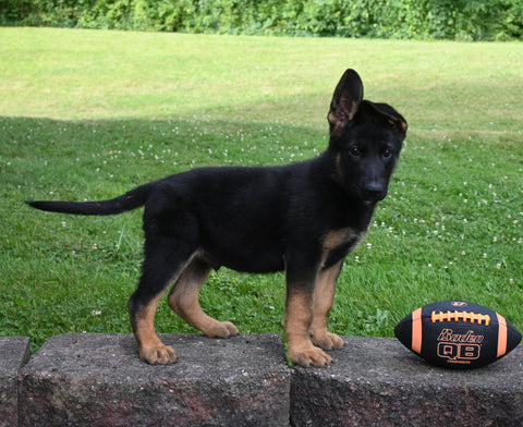 AKC Registered German Shepherd For Sale Millersburg OH Male-Baxter