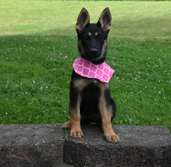 AKC Registered German Shepherd For Sale Millersburg OH Female-Brianna