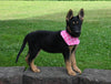 AKC Registered German Shepherd For Sale Millersburg OH Female-Brianna
