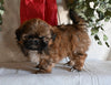 Shih Tzu For Sale Millersburg OH Female-Sheila