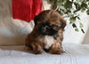 Shih Tzu For Sale Millersburg OH Female-Sheila