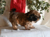 Shih Tzu For Sale Millersburg OH Female-Sheila