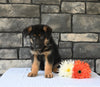 AKC Registered German Shepherd For Sale Millersburg OH Male-Marvelous