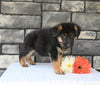 AKC Registered German Shepherd For Sale Millersburg OH Male-Marvelous