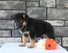 AKC Registered German Shepherd For Sale Millersburg OH Male-Marvelous