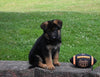 AKC Registered German Shepherd For Sale Millersburg OH Male-Maverick