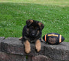 AKC Registered German Shepherd For Sale Millersburg OH Male-Maverick