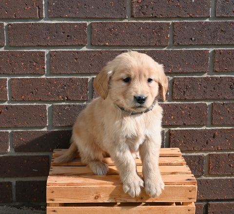 AKC Registered Golden Retriever For Sale Applecreek OH Male-Jack