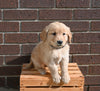 AKC Registered Golden Retriever For Sale Applecreek OH Male-Jack