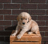 AKC Registered Golden Retriever For Sale Applecreek OH Male-Jack