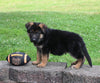 AKC Registered German Shepherd For Sale Millersburg OH Male-Maverick