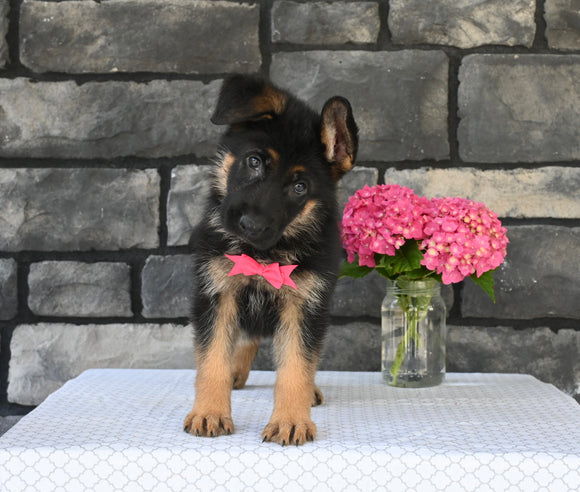 AKC Registered German Shepherd For Sale Millersburg OH Female-Melissa