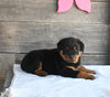 AKC Registered Rottweiler For Sale Fredericksburg OH Male-Atlas
