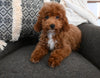 ACA Registered Mini Poodle For Sale Sugarcreek OH Male-Kodak