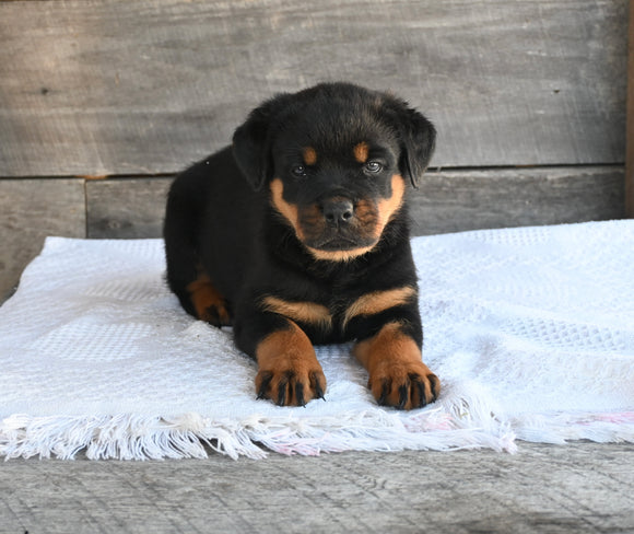 AKC Registered Rottweiler For Sale Fredericksburg OH Female-Sadie