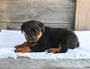 AKC Registered Rottweiler For Sale Fredericksburg OH Female-Sadie