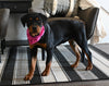 AKC Registered Rottweiler For Sale Sugarcreek OH Female-Pippa