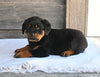 AKC Registered Rottweiler For Sale Fredericksburg OH Male-Oliver