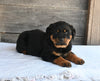 AKC Registered Rottweiler For Sale Fredericksburg OH Male-Oliver