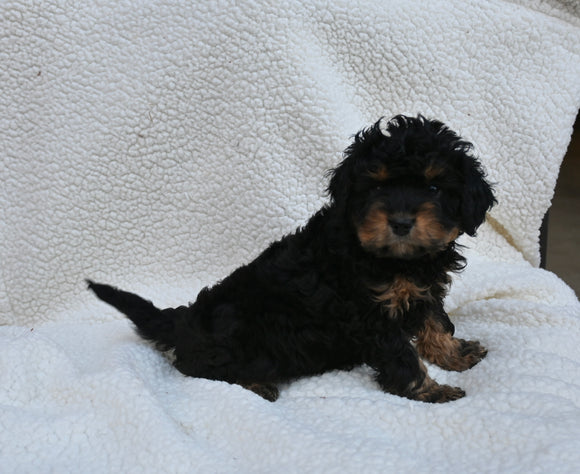 Cavapoo For Sale Dundee OH Female-Tammy
