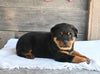 AKC Registered Rottweiler For Sale Fredericksburg OH Male-Buster