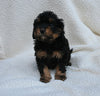 Cavapoo For Sale Dundee OH Female-Tammy
