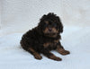 Cavapoo For Sale Dundee OH Male-Tate