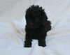 Cavapoo For Sale Dundee OH Female-Tottie