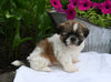 Shih-Tzu For Sale Millersburg OH Female-Sunshine