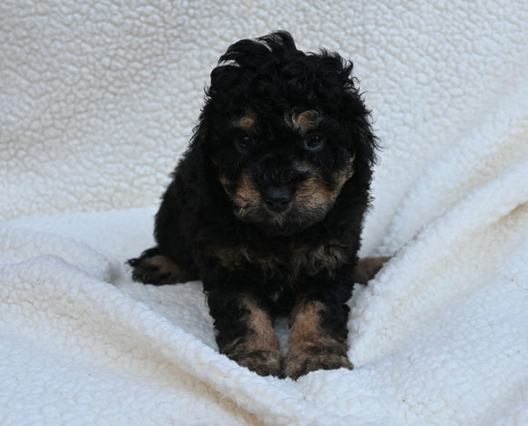 Cavapoo For Sale Dundee OH Male-Theo