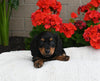 ACA Registered Dachshund For Sale Fredericksburg OH Female-Willow