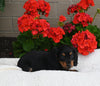 ACA Registered Dachshund For Sale Fredericksburg OH Female-Willow