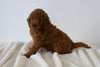 F1B Mini Goldendoodle For Sale Sugarcreek OH Female-Holly