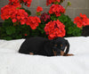 ACA Registered Dachshund For Sale Fredericksburg OH Male-Simba