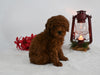 AKC Registered Mini Poodle For Sale Millersburg OH Male-Rusty