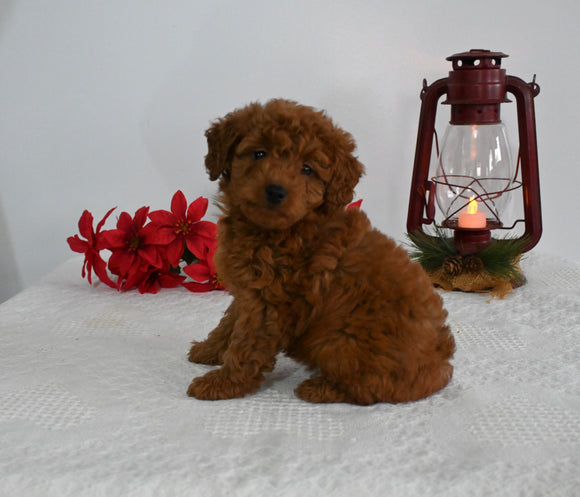 AKC Registered Mini Poodle For Sale Millersburg OH Female-Sylvia
