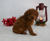 AKC Registered Mini Poodle For Sale Millersburg OH Female-Sylvia